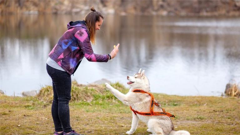 Pet Boarding with 50+ Capacity in Central  Nebraska
