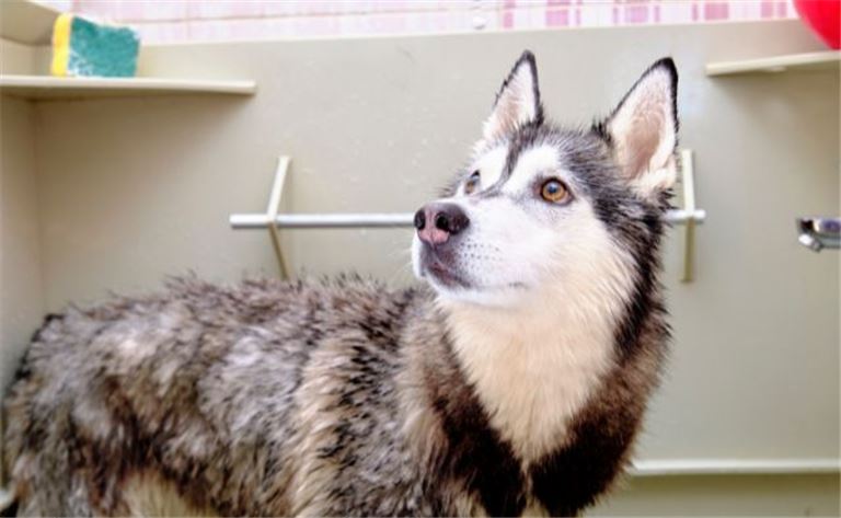 Well-Established Pet Wellness & Training Center