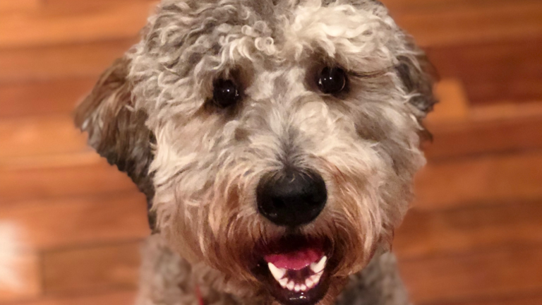 Did you Feed the Dog?