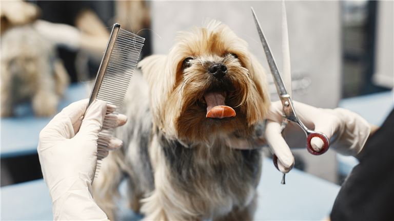 Profitable Pet Grooming Business – Fully Equipped and Established!