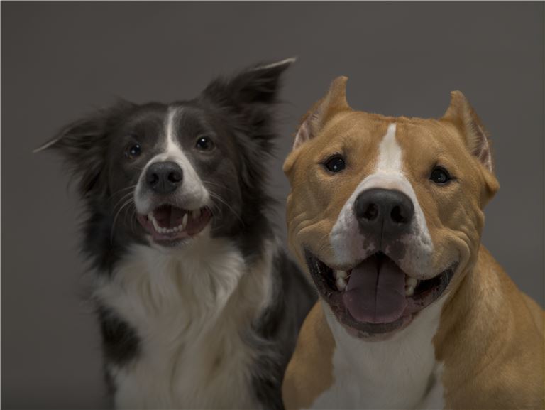 Doggy Daycare Business For Sale