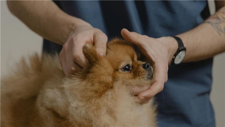 Established Veterinary Practice Business with A Strong Client Base