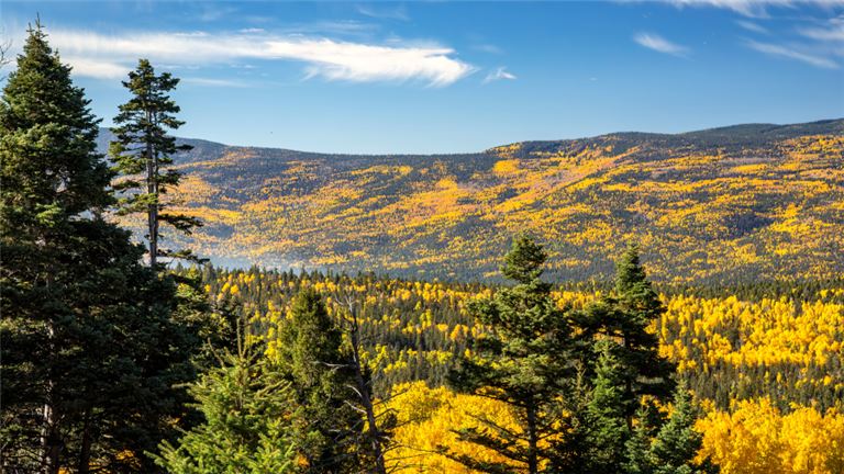 Northern NM Veterinary Practice + Real Estate