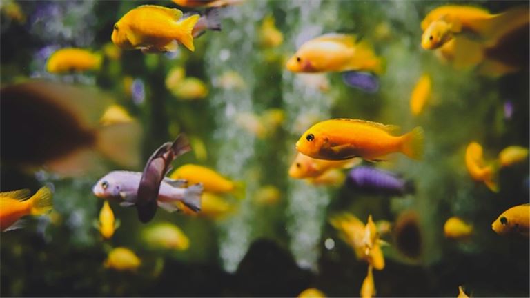 South Florida Aquarium Store Established 20 Years