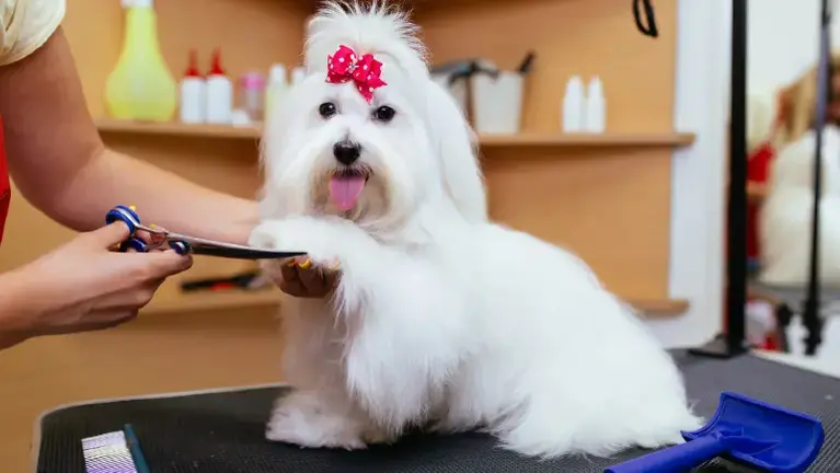 Mobile Pet Grooming Business-Northwest AR