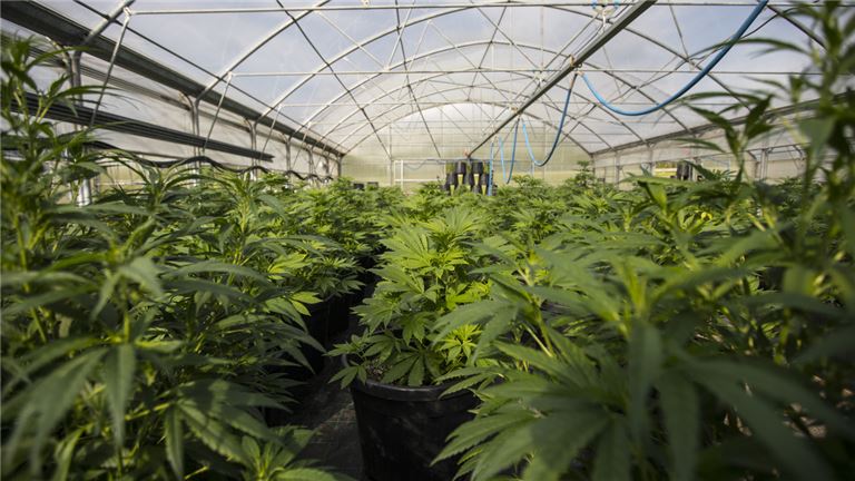 Premier Cannabis Cultivation Opportunity