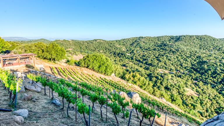 Organic Vineyard