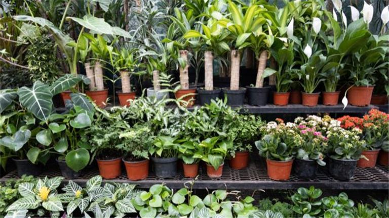 Established Nursery with Valuable Real Estate