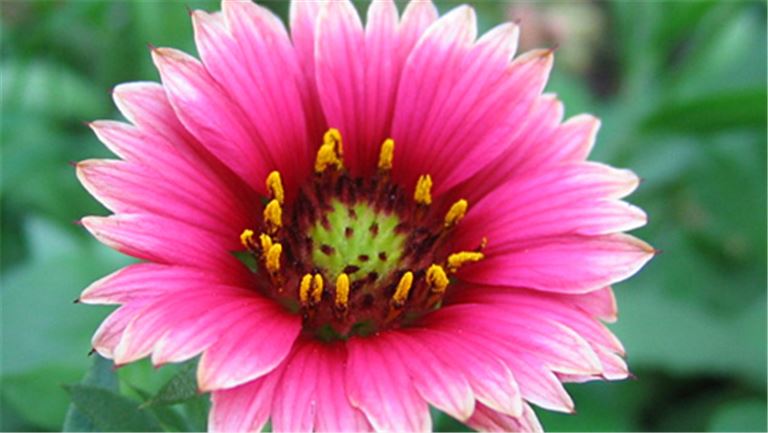 Beautiful Arrangements