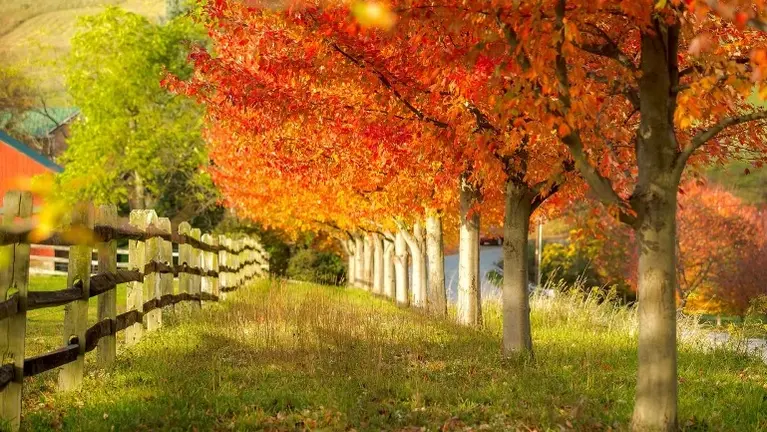 North Jersey Shore - Tree Care Company - 75 Years in Business