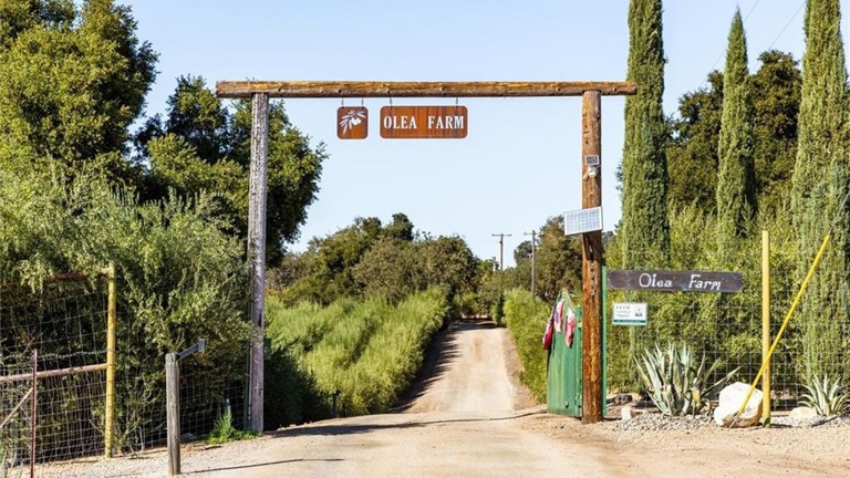 Successful Olive Oil Farm and Business