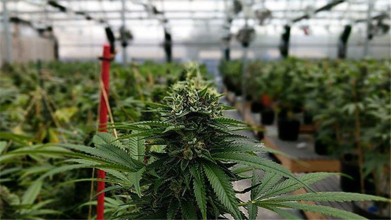 Strategic NJ Cannabis Licenses – Cultivation & Processing
