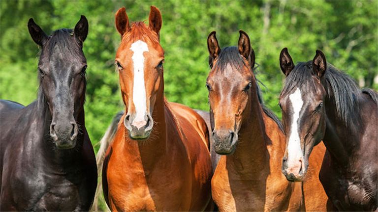 NEW PRICE-Equestrian Industry School