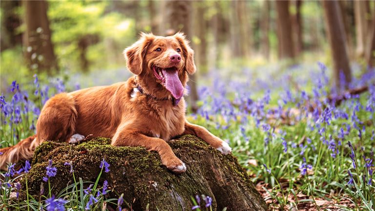 Luxury Mobile Pet Grooming Company