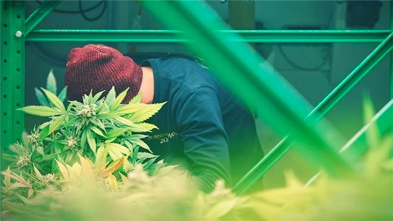 Fully Approved Cannabis Vertical Licenses Class 1,2,5 in North Jersey