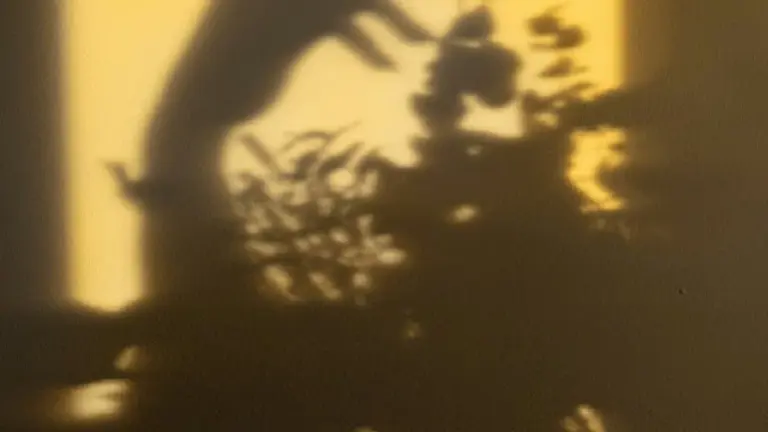 Growing Female Fashion Brand - Online & Wholesale w/Global Reach!