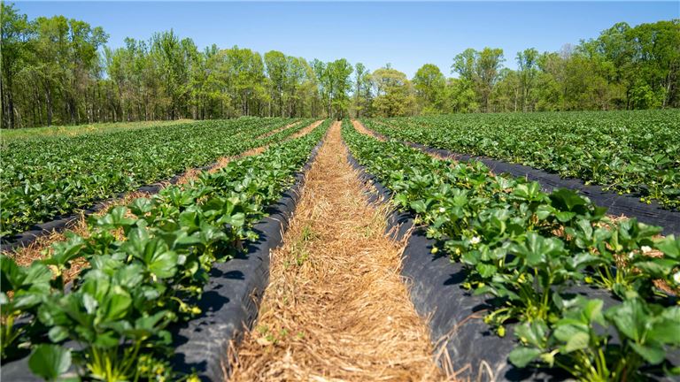 California Distributor of Agricultural & Safety Gear Wholesaler