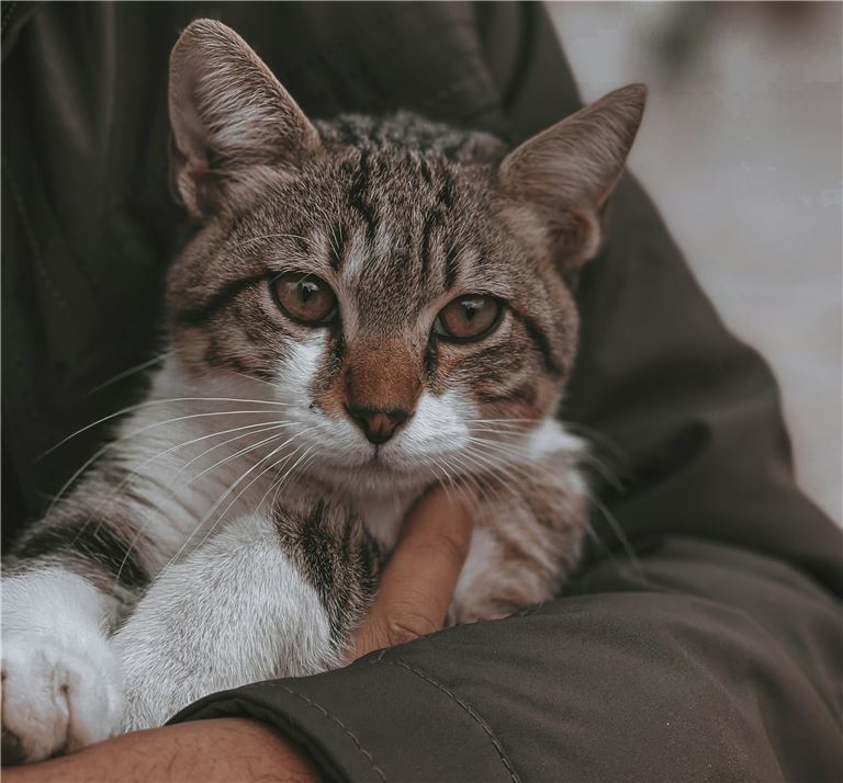 In-Home Pet Sitting Business Serving Western NC, with Loyal Clients