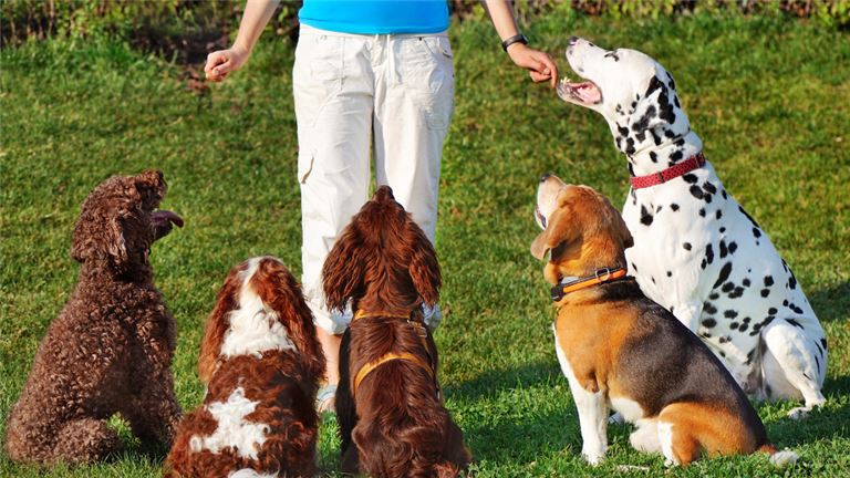 Well-Established Pet Boarding and Daycare