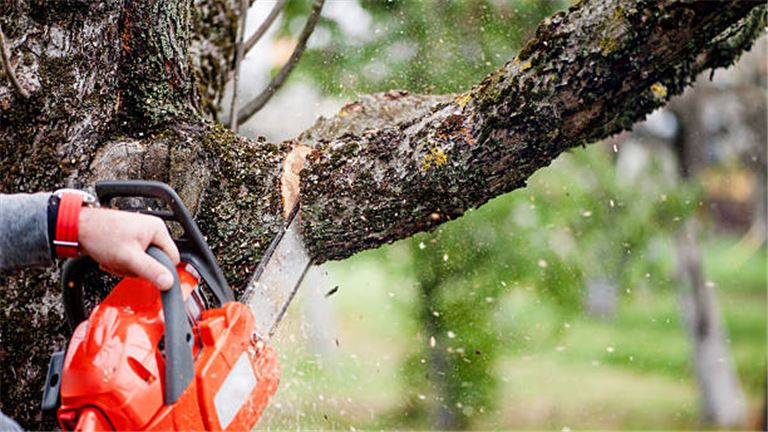 Tree Service Business for Sale