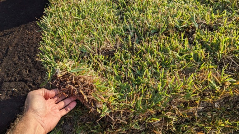 Premium sod quality – trusted by homeowners & contractors