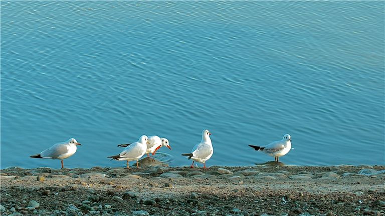 seagulls sitting near lake