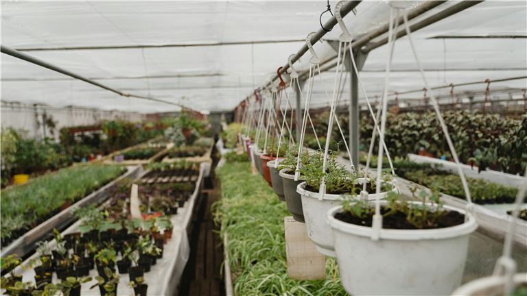 Established and Successful Greenhouse in Michigan
