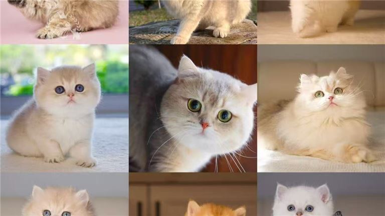 Net Profit Over $200K British  Kitten Breeding Business For Sale