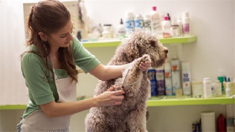 High-Revenue Pet Franchise - Rare opportunity