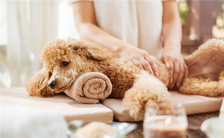 High-End Pet Grooming | $375K Revenue | Jacksonville
