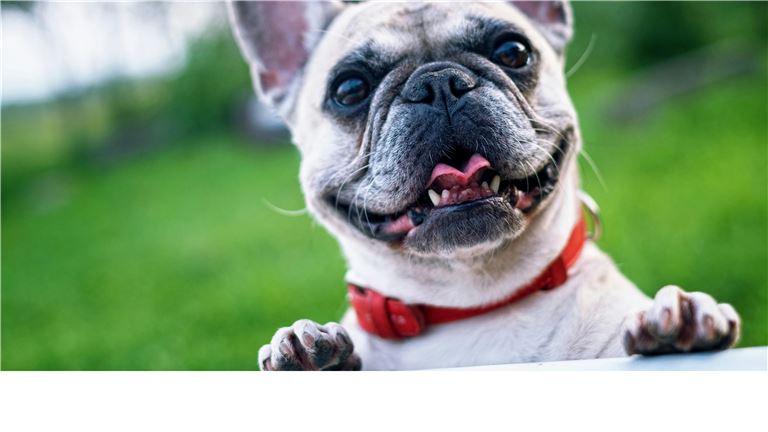 Turnkey Pet Care Centers Backed by Seller Financing.