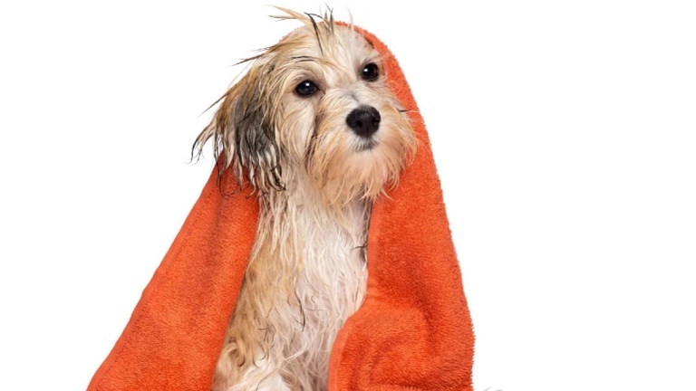 Turn-Key, Profitable, Pet Wash , Easy To Run