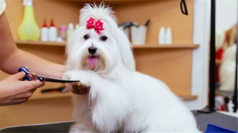 Upscale Pet Grooming Spa for Sale
