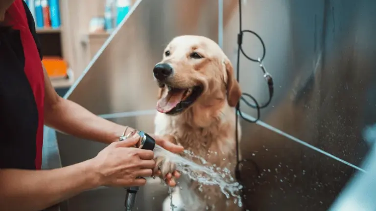Mobile Pet Grooming Business Serving the NC Triad Region