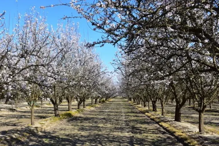 Decades-Strong Organic Alive Foods Distribution Plant & Brand