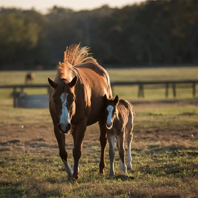 20 Acre Loxahatchee Nursery - Future Development Equestrian Use