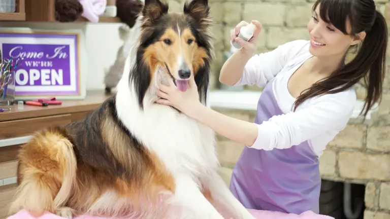 Paws for Success: Established Pet Business Ready for New Owner!