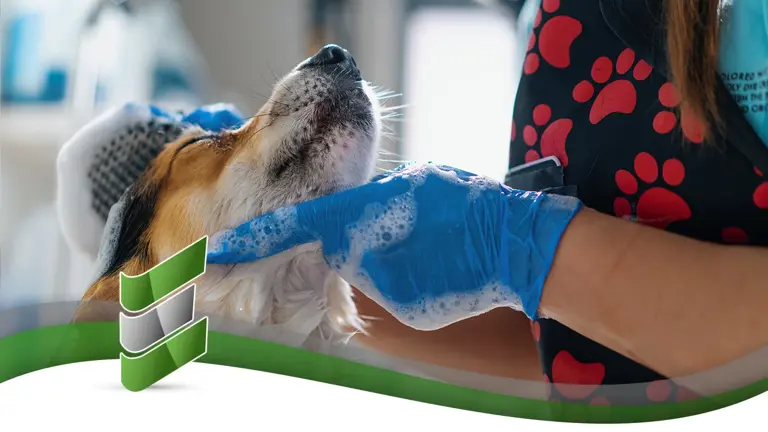 High Demand Multi Territory Mobile Pet Grooming Business