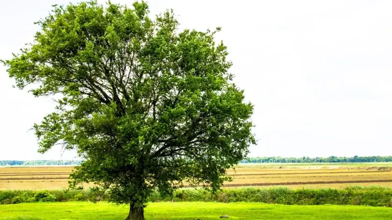 Little River County, Arkansas, Veterinary Practice + Real Estate