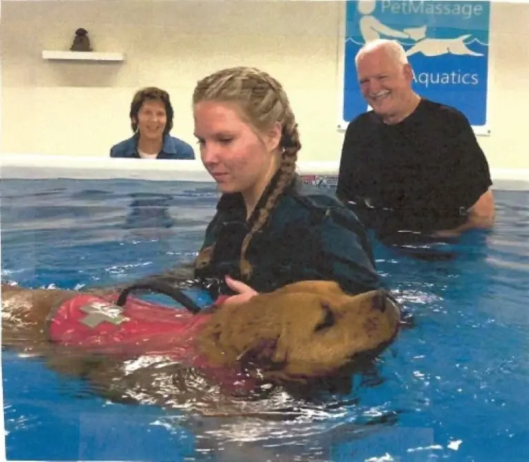Small Animal Hydrotherapy, In-pool Aquatic Massage Practice