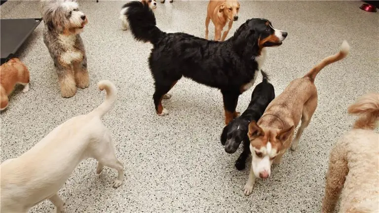 50% OWNER FINANCING Brooklyn Pet Daycare Grooming Boarding Facility