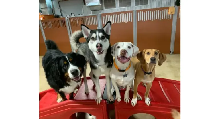 Pet Boarding and Grooming Franchise