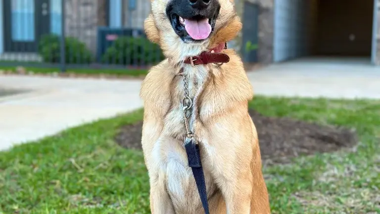 Personally trained Honey