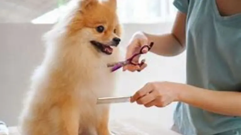 Profitable Scottsdale Pet Grooming