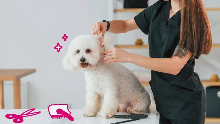 Dog Grooming Business For Sale