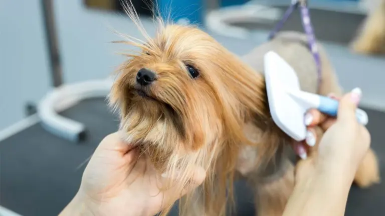 Thriving Pet Grooming Salon – Loyal Client Base & Steady Growth