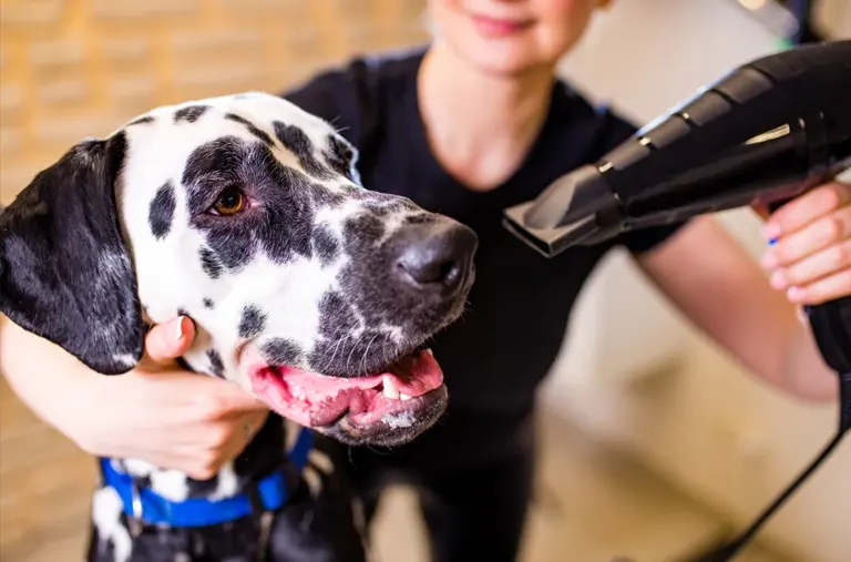 Fully Established Dog Grooming Business!