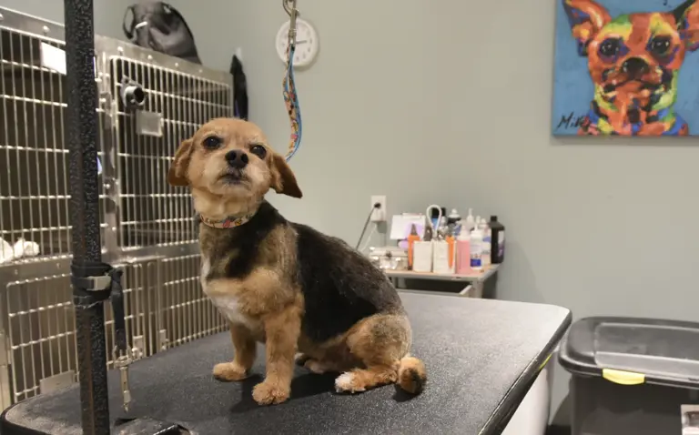 Trusted Dog Grooming & Boarding Since 1989