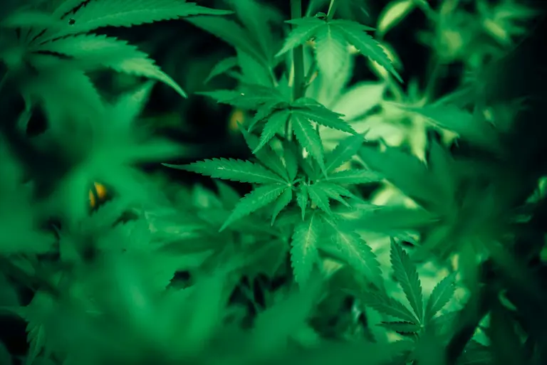 Cannabis Medical Dispensary and Manufacturer,Distributor in Maine