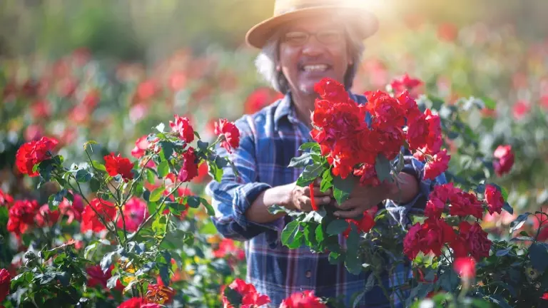 Import & Distribution Business – Consumer Goods (Flowers & Specialty)